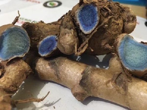 Tác dụng của nghệ đen